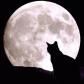 Catman Catman